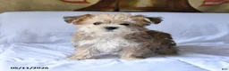 Yorkiepoo dogs for sale: Sparkey   - Ad 1