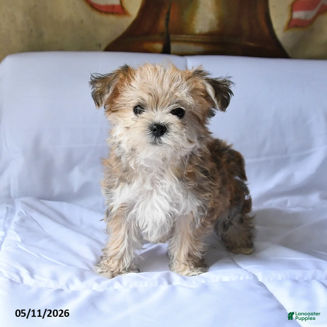 Yorkiepoo dogs for sale: Sparkey   - Ad 1