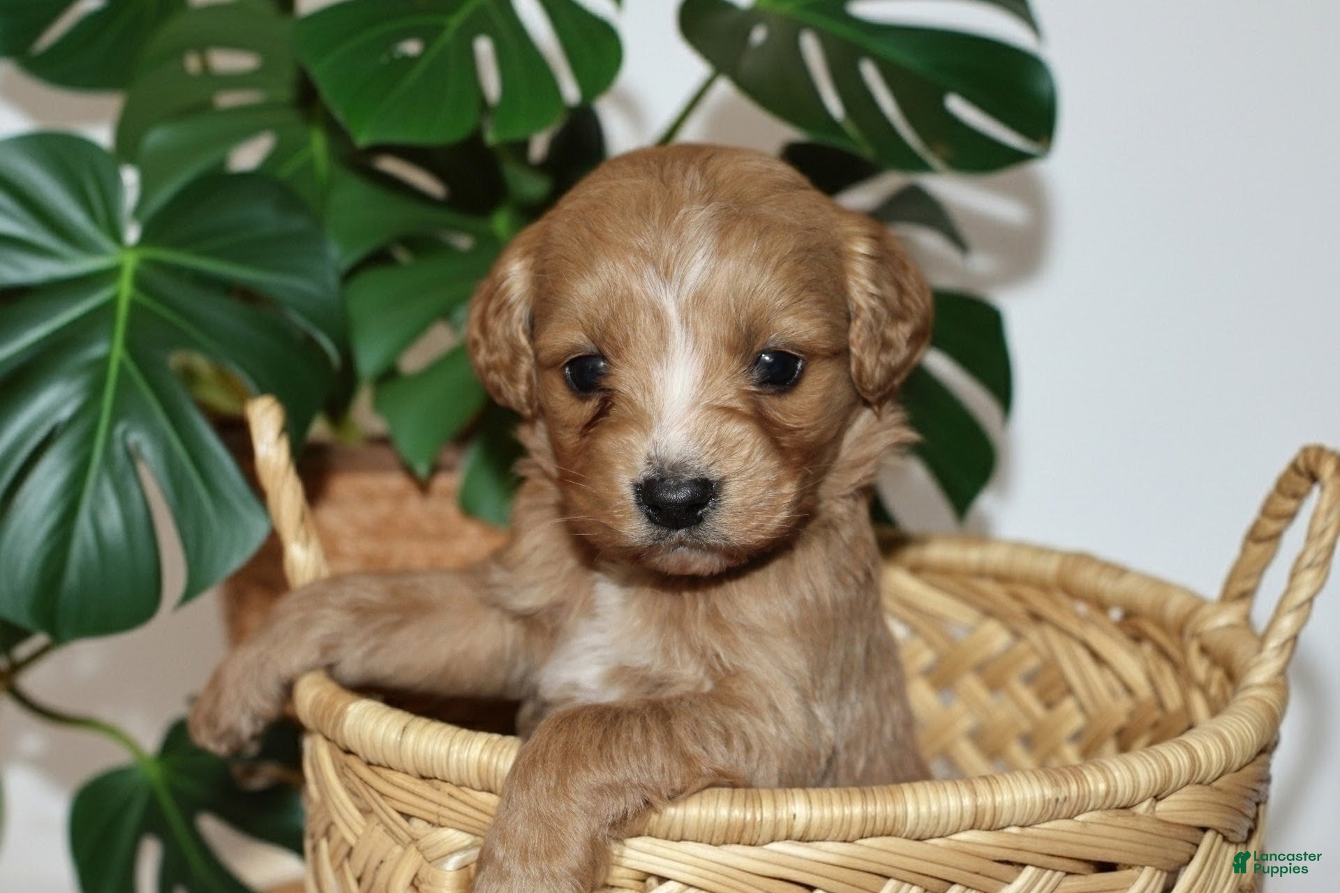 Cockapoo dogs for sale: Cooper  - Ad 4