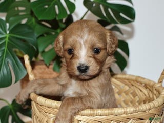 Cockapoo dogs Cooper - Ad 41