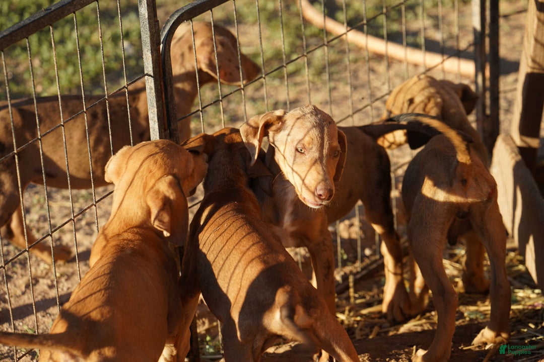 Mixed Breed dogs for sale: POL Lilac Fawn Merle F RT - Ad 10