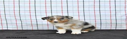 Australian Shepherd dogs for sale: Percy - Ad 4