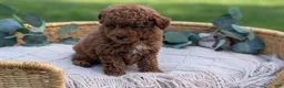 Toy Poodle dogs for sale: Carter  - Ad 7