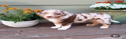 Miniature Australian Shepherd dogs for sale: Hooligans Red Merle Male 1 - Ad 3