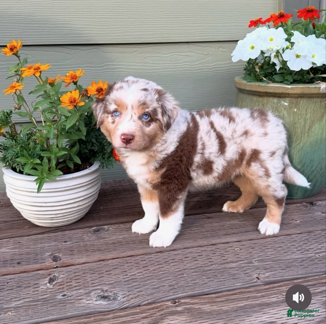 Miniature Australian Shepherd dogs for sale: Hooligans Red Merle Male 1 - Ad 3