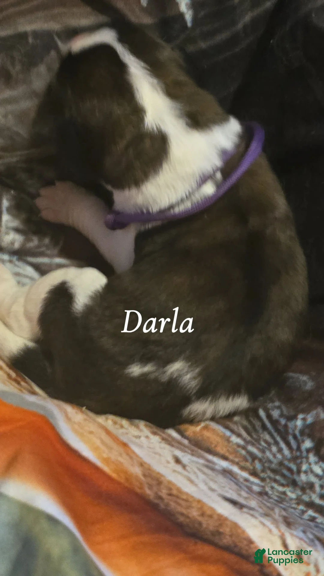 Saint Bernard dogs for sale: Darla - Ad 2