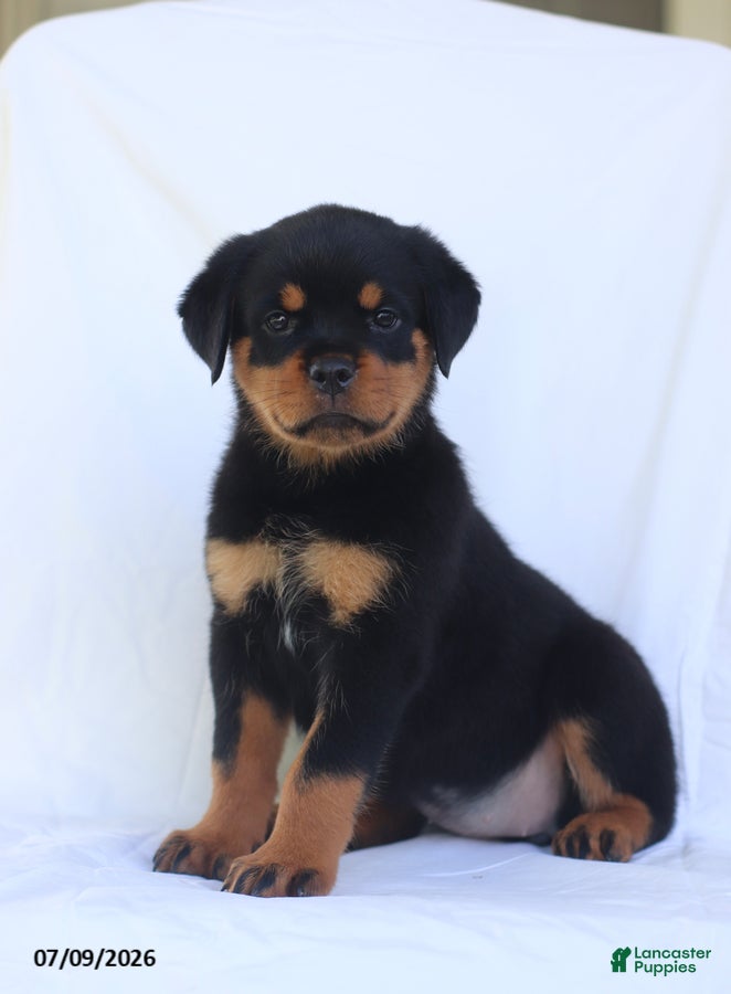 Rottweiler dogs Connie - Ad 1