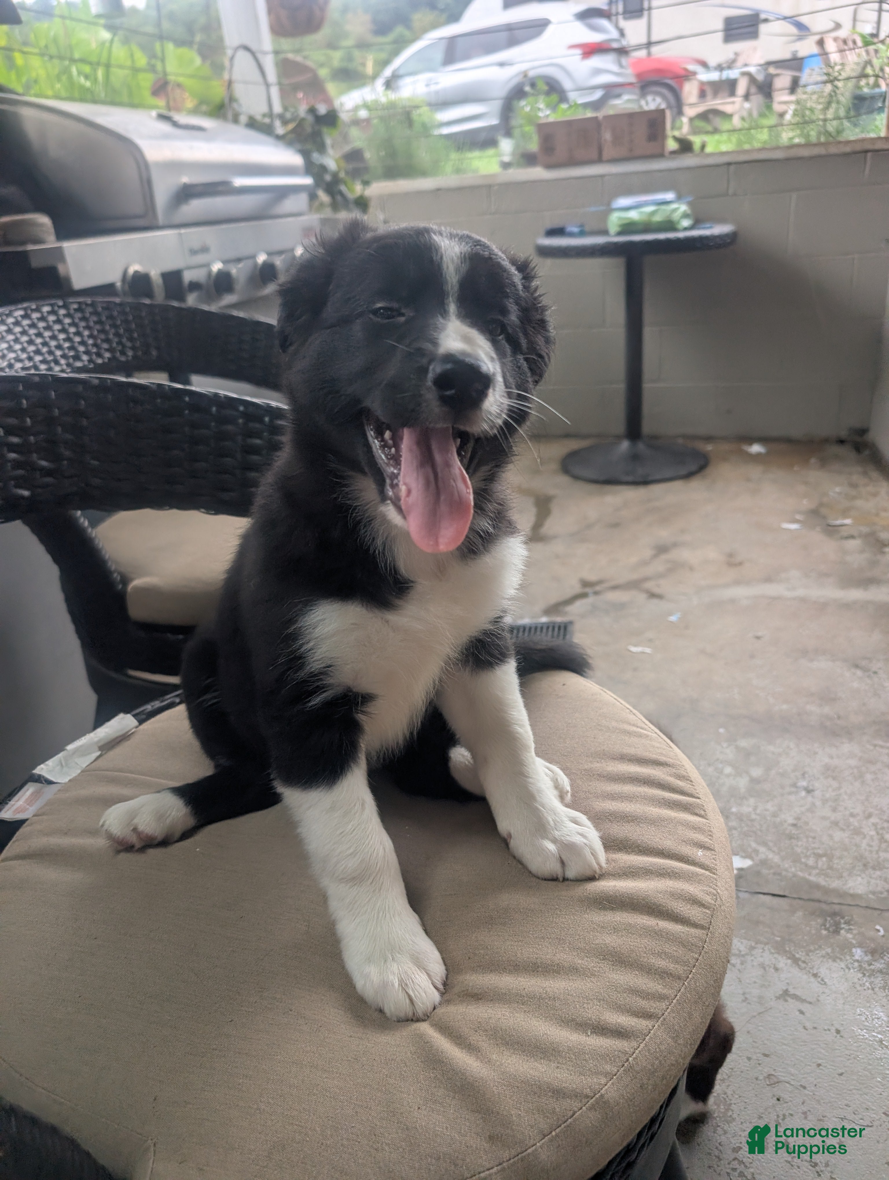 Border Collie dogs Border Collie 4 - Ad 37