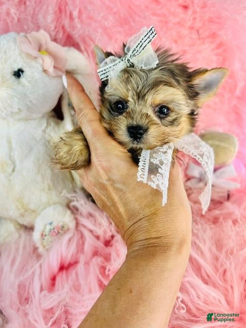 Yorkshire Terrier dogs Teacup Merle Yorkshire Terrier  - Ad 1