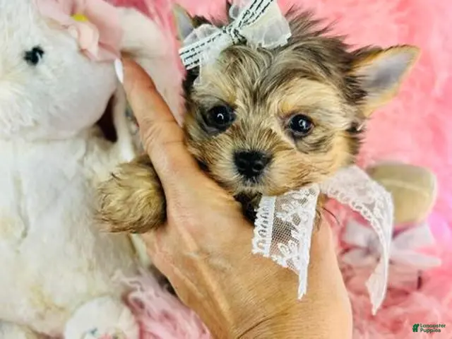 Yorkshire Terrier dogs for sale: Teacup Merle Yorkshire Terrier - Ad 1