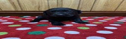 Labrador Retriever dogs for sale: Blossom - Ad 4
