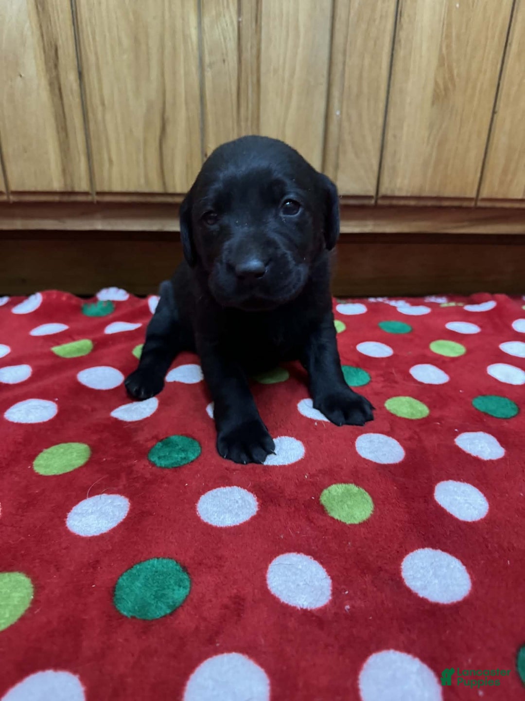 Labrador Retriever dogs for sale: Blossom - Ad 4