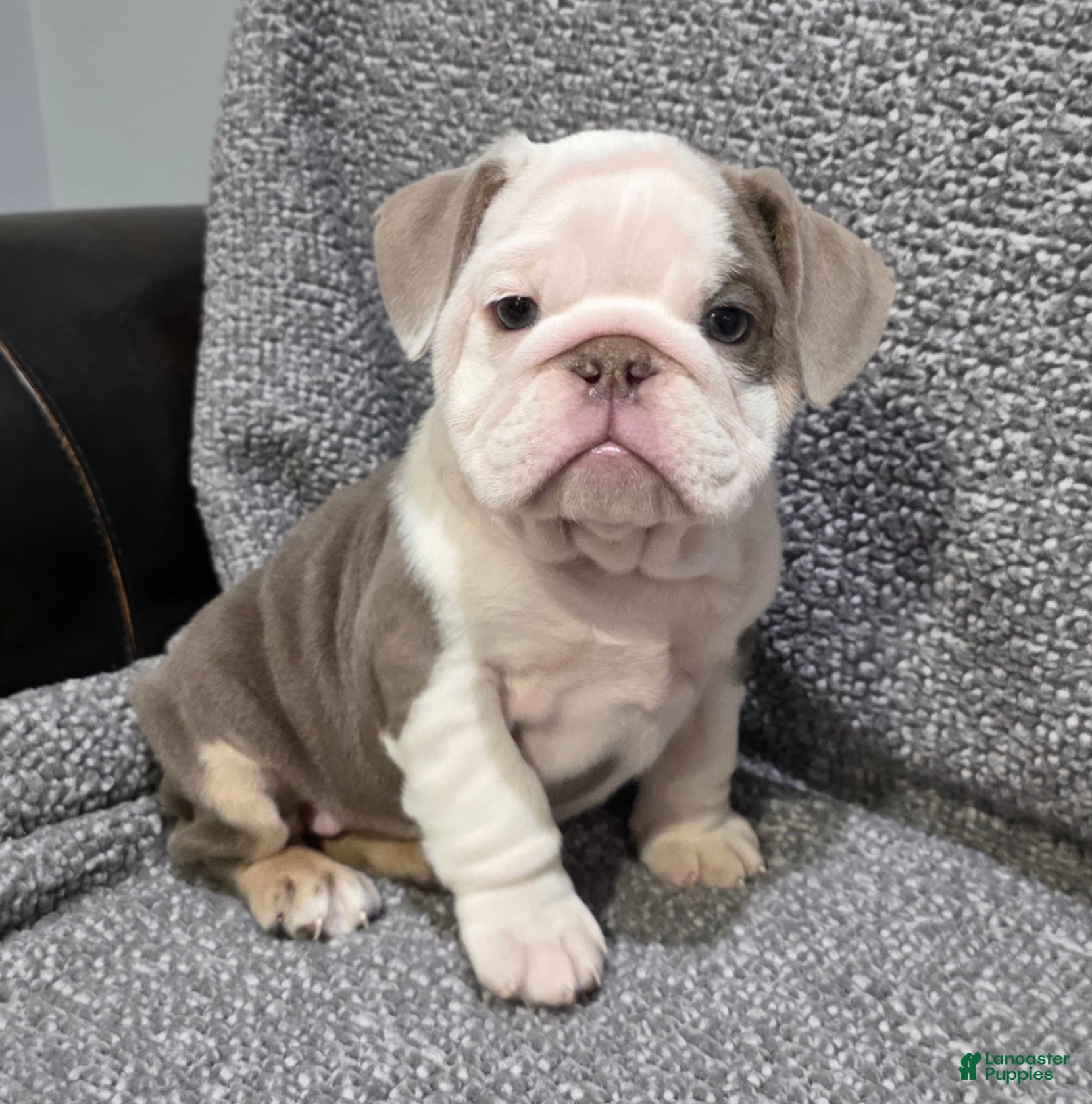 English Bulldog dogs Brewster - Ad 19