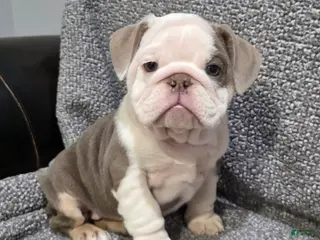English Bulldog dogs Brewster - Ad 2