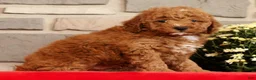 Mini Goldendoodle dogs for sale: Buster - Ad 5
