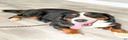 Bernese Mountain Dog dogs for sale: Max - Ad 6