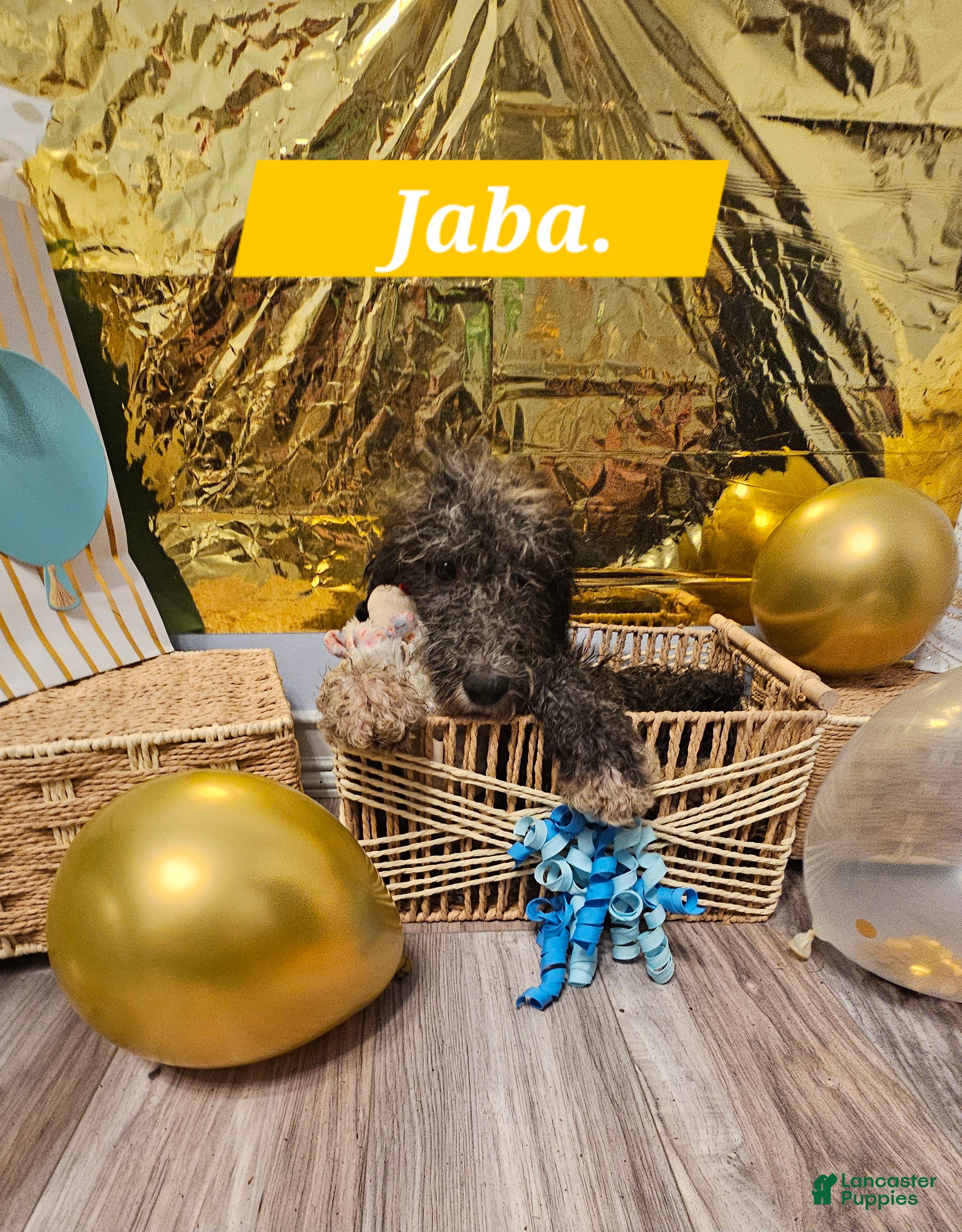 Mixed Breed dogs for sale: Jaba  - Ad 3