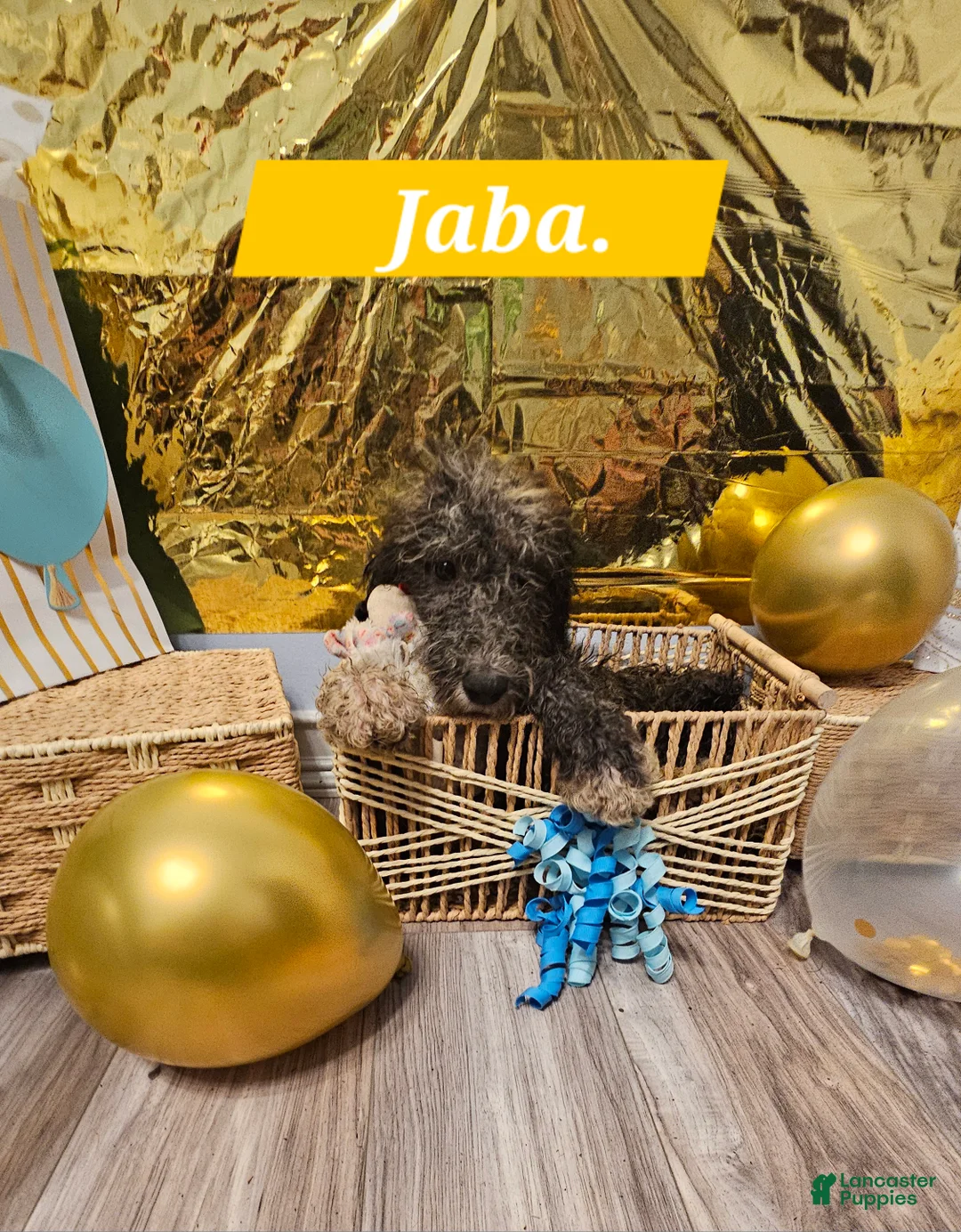 Mixed Breed dogs for sale: Jaba  - Ad 1