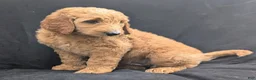 Goldendoodle dogs for sale: Rusty - Ad 12