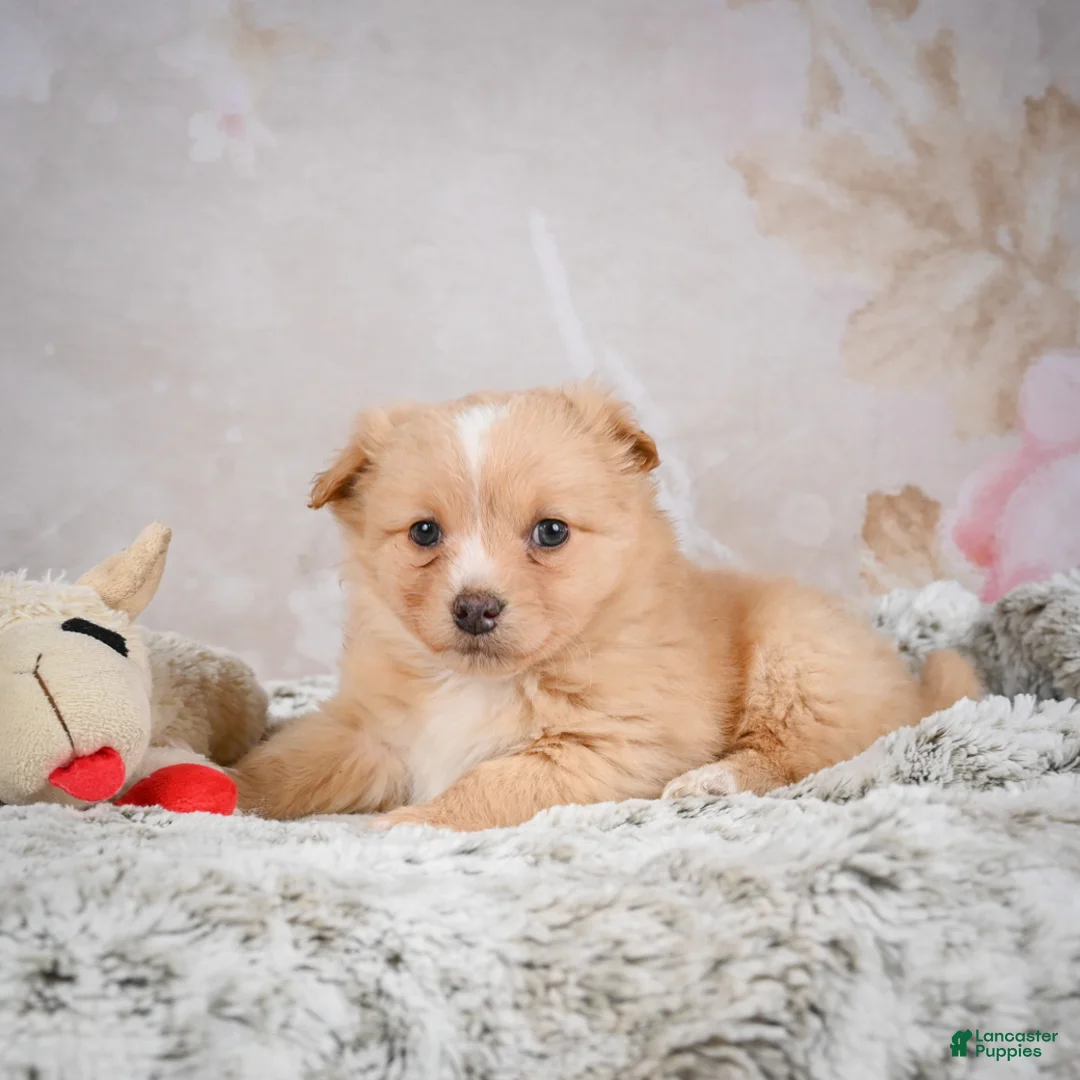 Chihuahua dogs for sale: Hugo - Ad 5