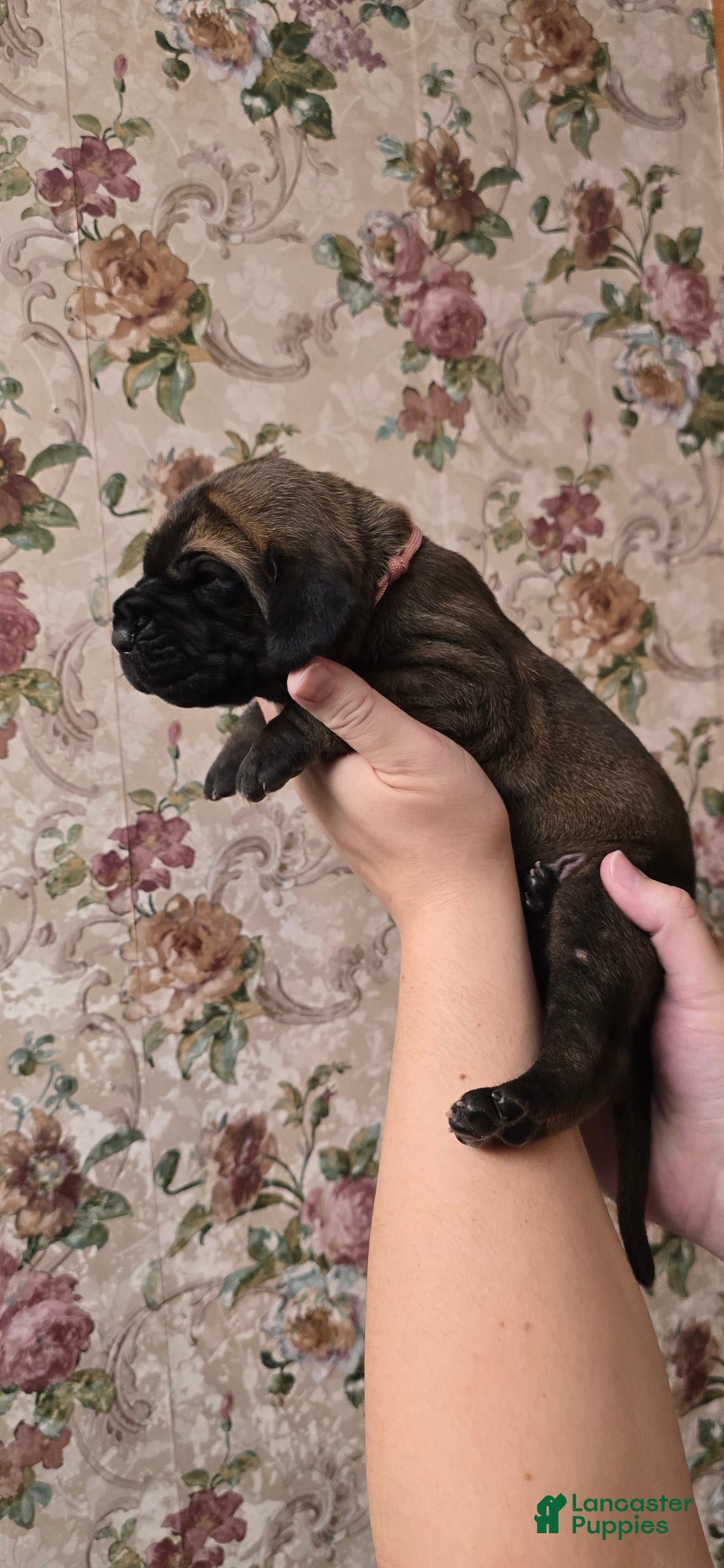 Great Dane dogs for sale: Pink Collar Female - Ad 8