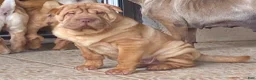 Shar Pei dogs for sale: Sweet Fluffy Boy - Ad 4
