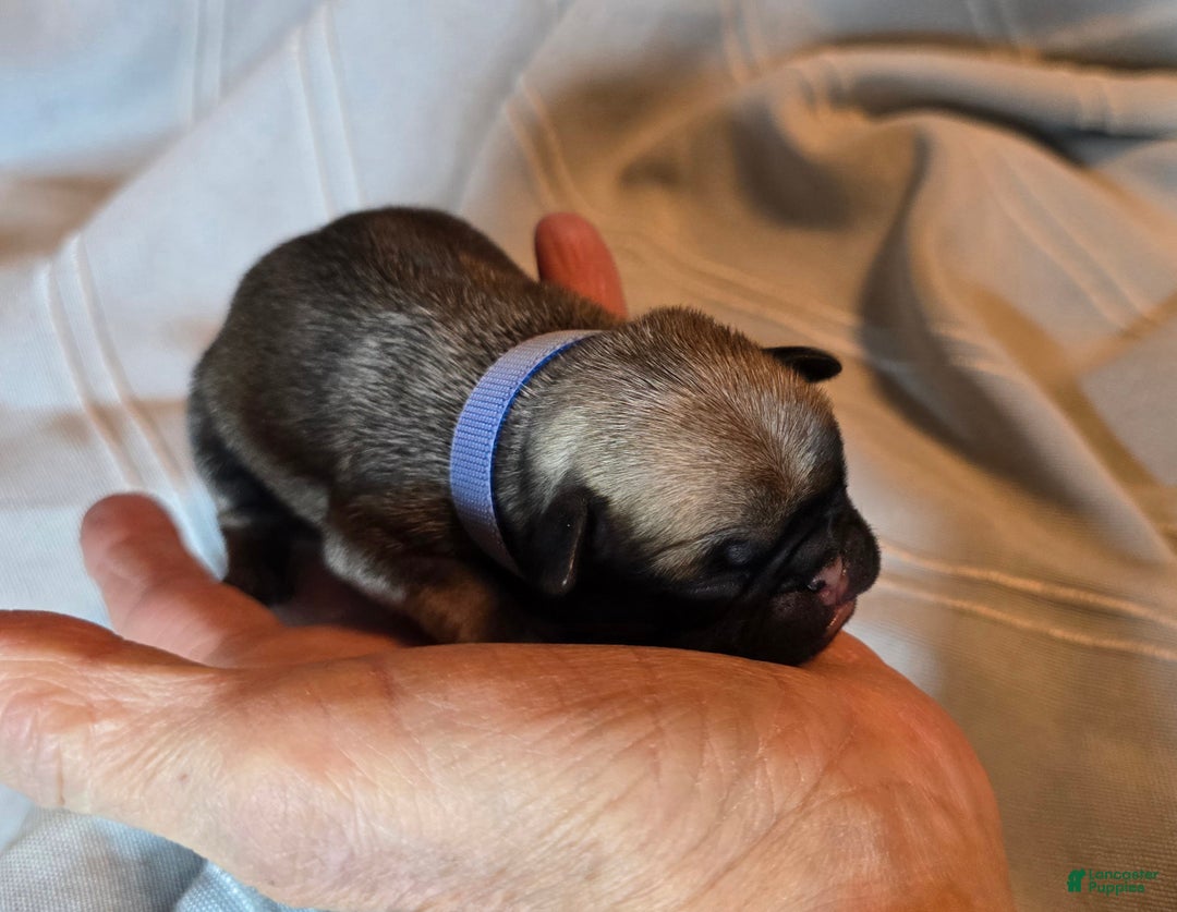 Pug dogs for sale: Freddie - Ad 3