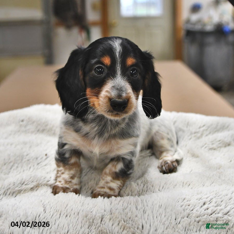 Miniature Dachshund dogs Reese - Ad 1