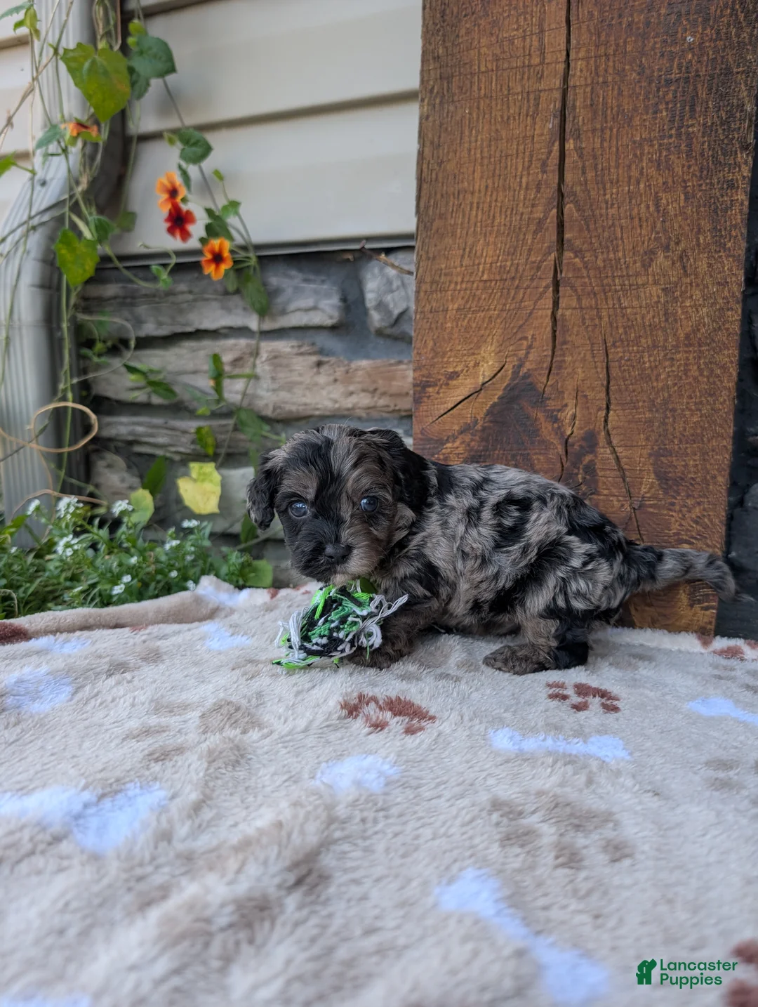 Cavapoo dogs for sale: Teddy  - Ad 2