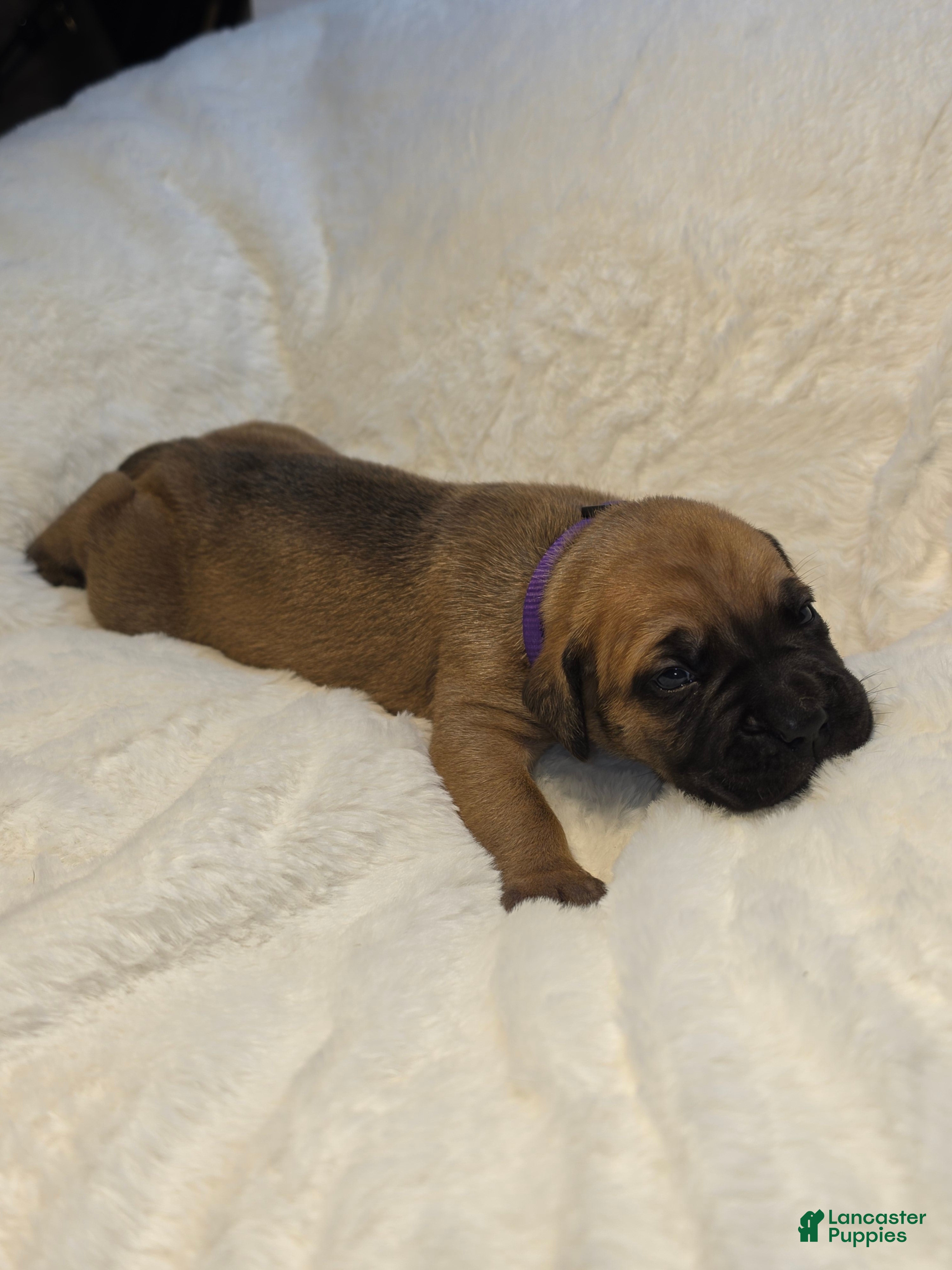 Cane Corso dogs Cane Corso Puppy 6 - Ad 41