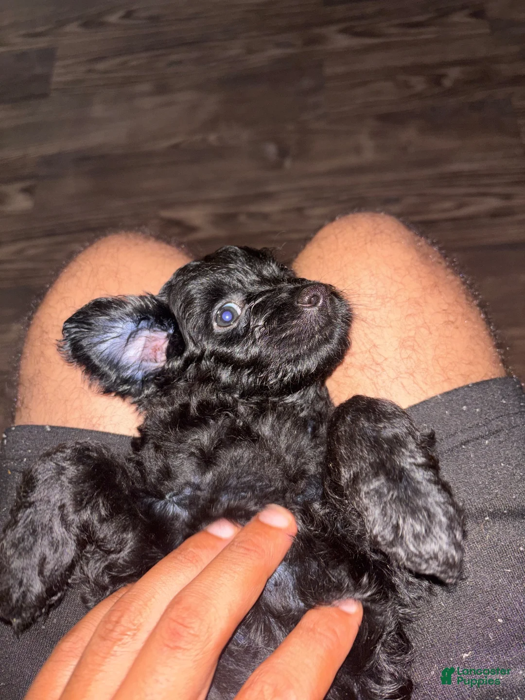 Mini Aussiedoodle dogs for sale: Mini Aussiedoodle 3 - Ad 2