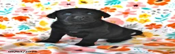 Labrador Retriever dogs for sale: Tracy - Ad 1