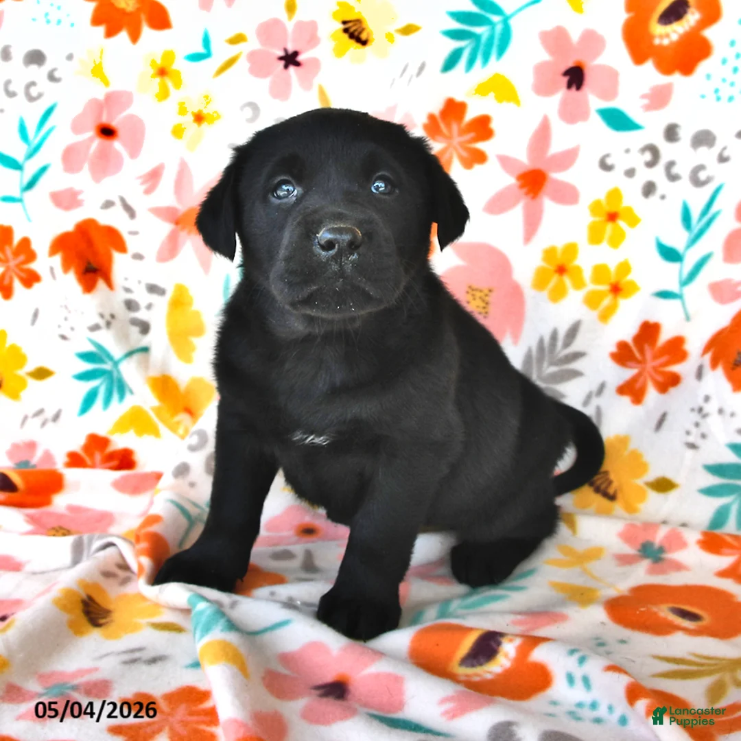 Labrador Retriever dogs for sale: Tracy - Ad 1