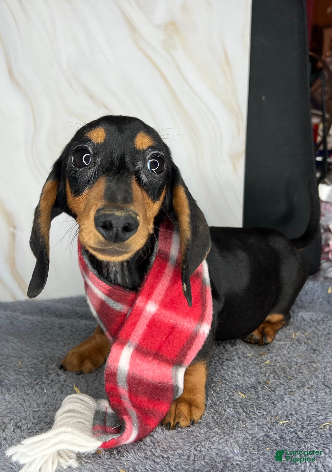 Miniature Dachshund dogs for sale: Ch AKC sire - Ad 2