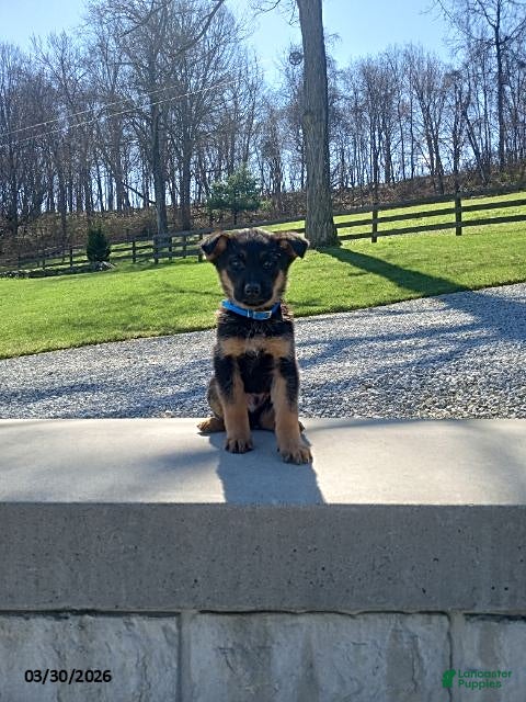 German Shepherd dogs Max - Ad 1