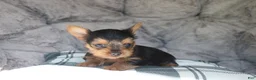 Yorkshire Terrier dogs for sale: Max  - Ad 3