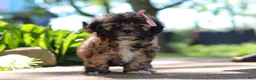 Shih Tzu dogs for sale: Fiona - Ad 5