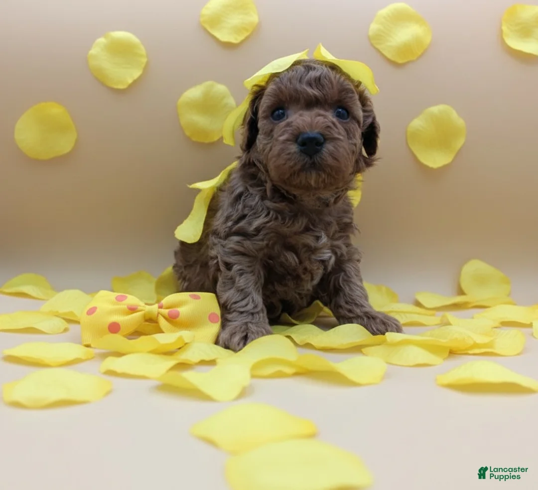 Toy Poodle dogs for sale: Toy Poodle Puppy 4 - Ad 10