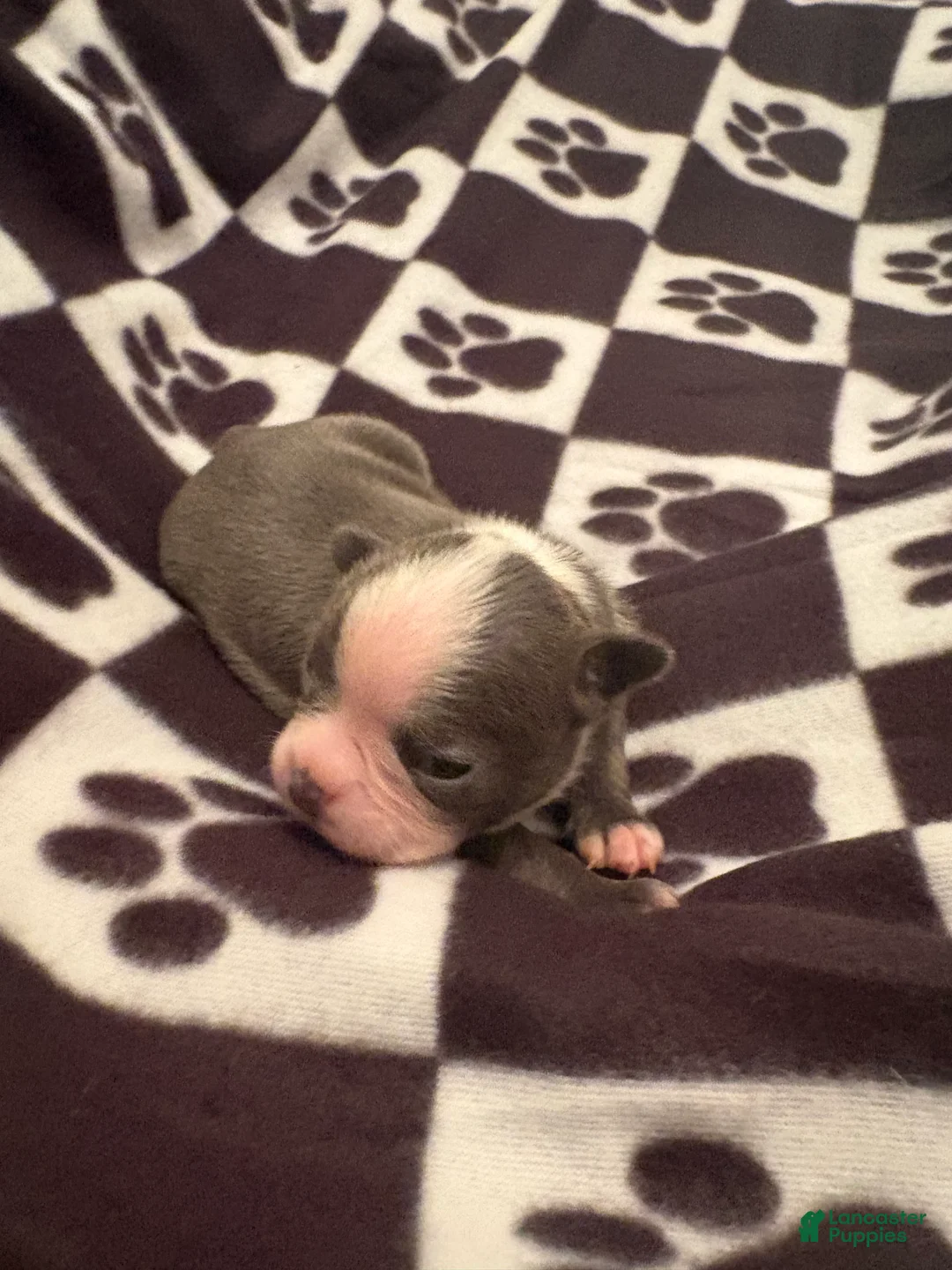 Boston Terrier dogs for sale: Sneezy-Blue & white - Ad 1