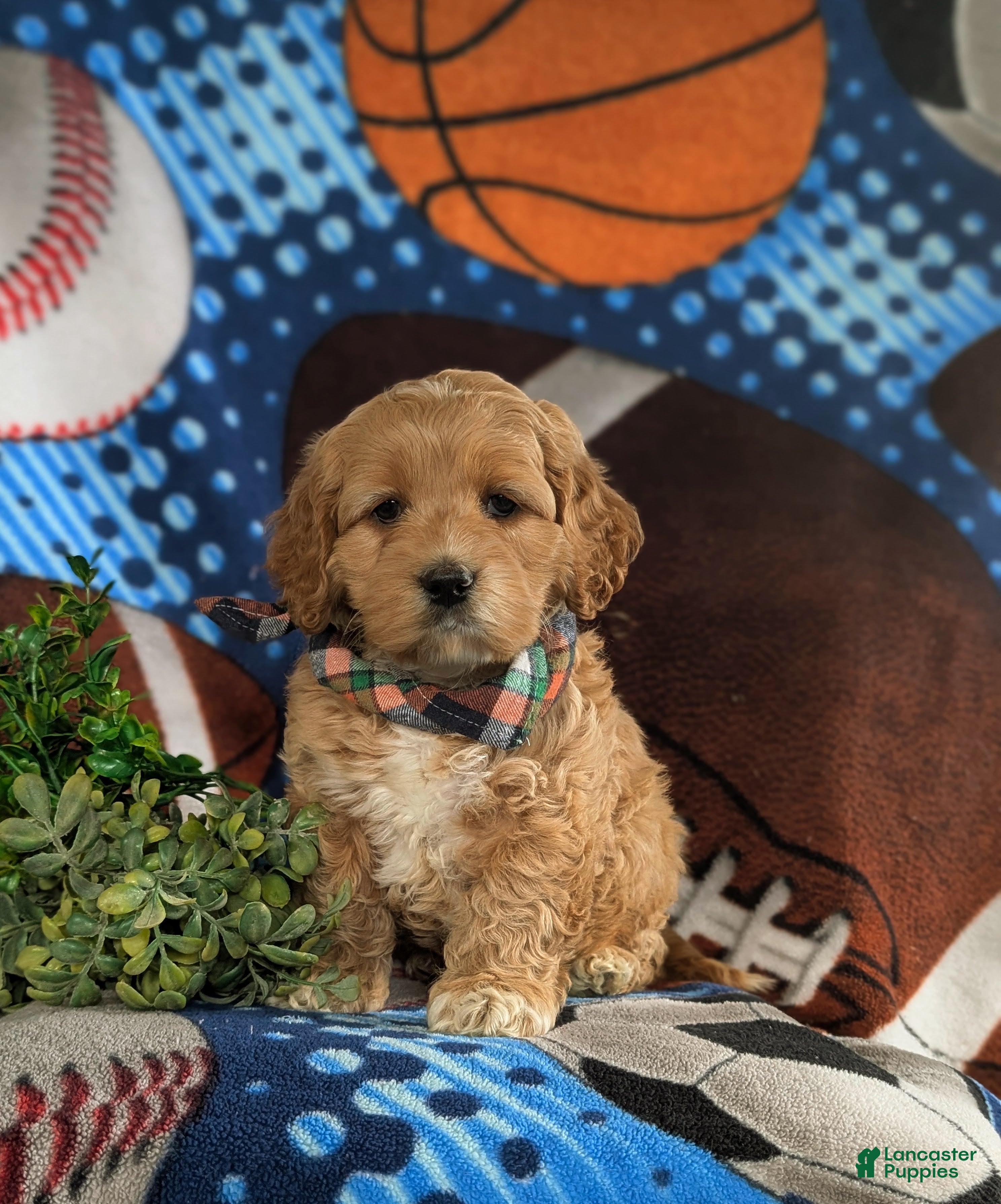 Cockapoo dogs Lazarus - Ad 1