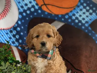 Cockapoo dogs for sale: Lazarus - Ad 3