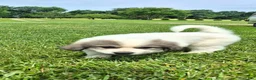 Great Pyrenees dogs for sale: Great Pyrenees 1 - Ad 2