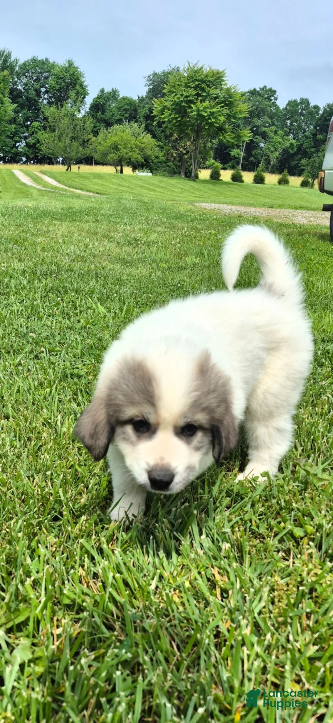 Great Pyrenees dogs for sale: Great Pyrenees 1 - Ad 2