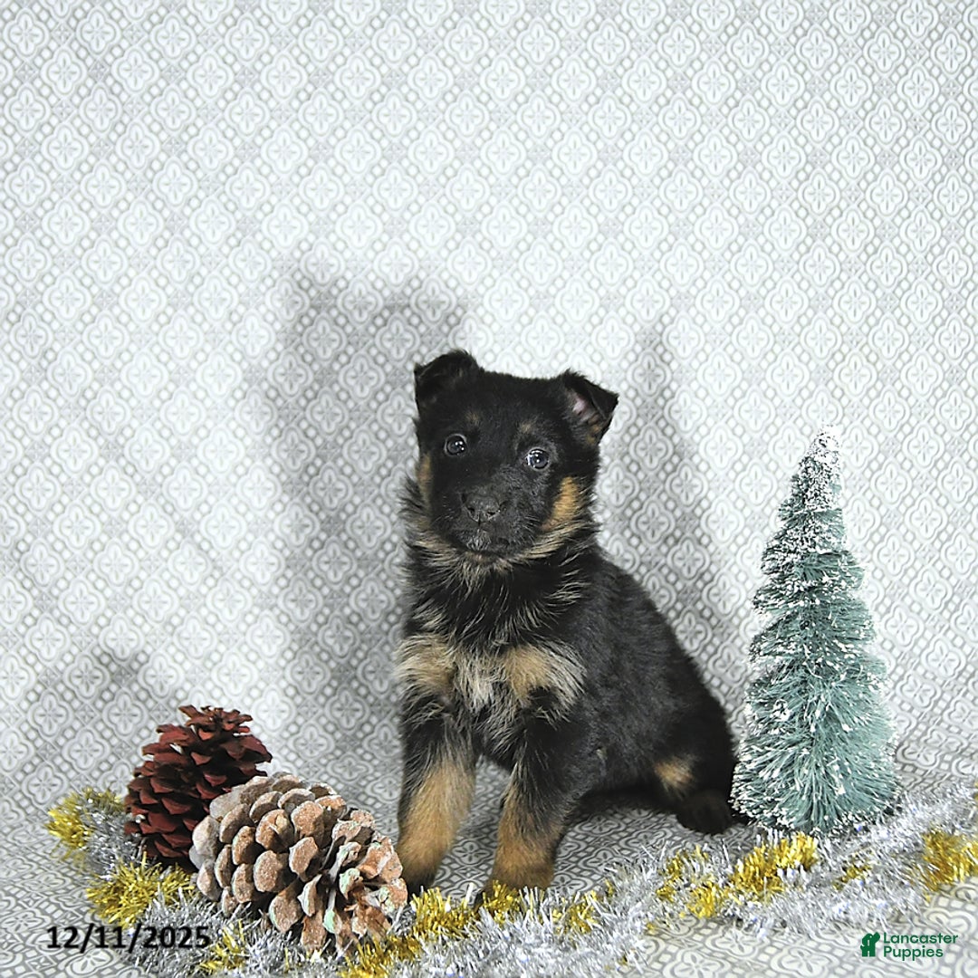 German Shepherd dogs for sale: Bailey - Ad 5