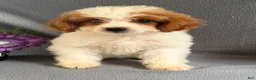 Mixed Breed dogs for sale: Jane - Ad 3
