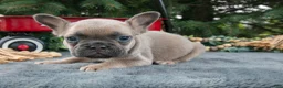 French Bulldog dogs for sale: Fido - Ad 1