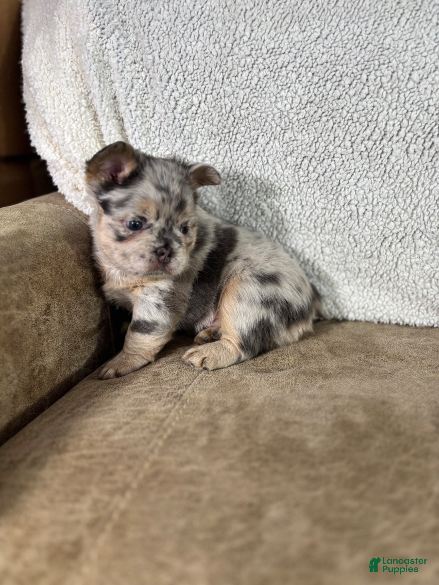 French Bulldog dogs Teddy - Ad 1