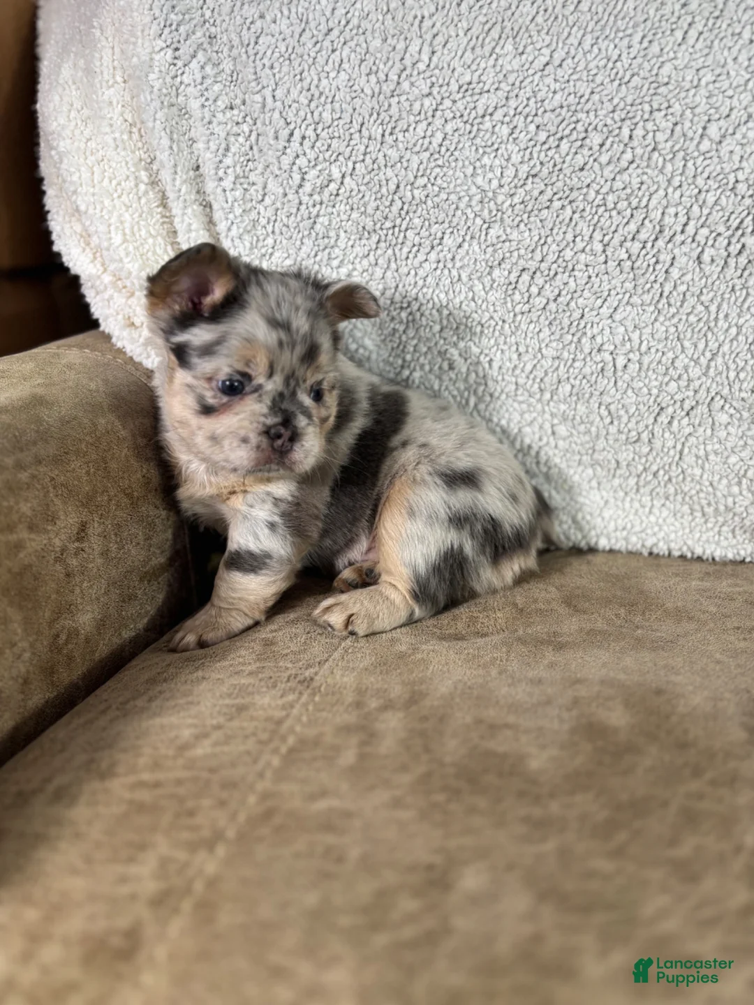 French Bulldog dogs for sale: Teddy - Ad 1