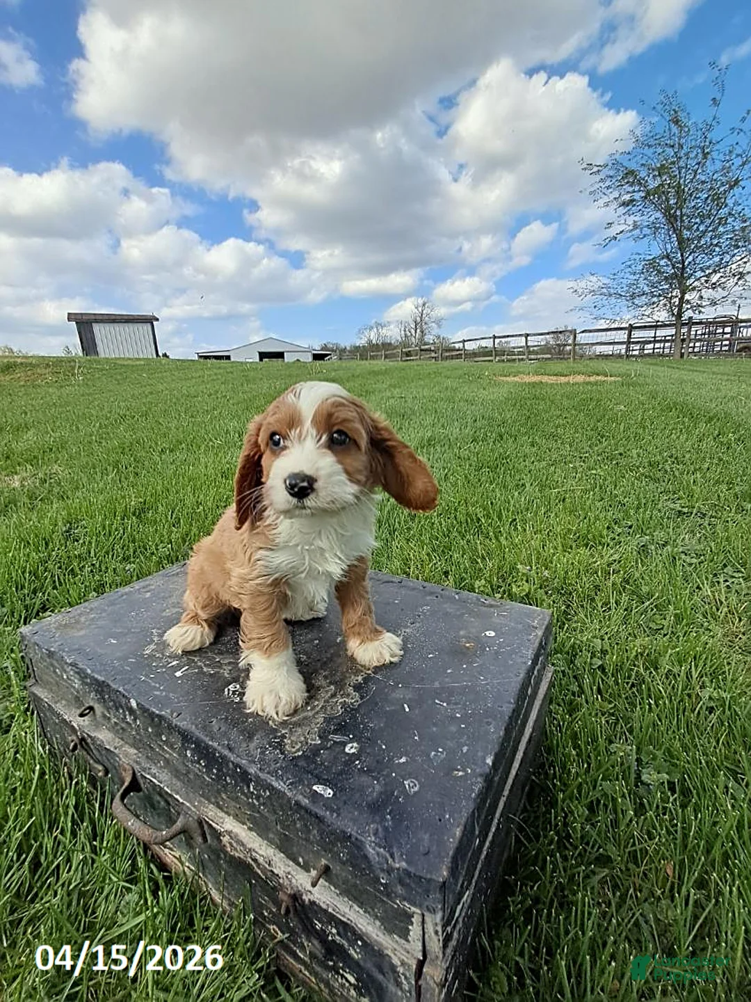 Cavapoo dogs for sale: Mason - Ad 1
