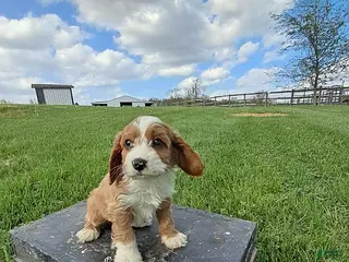 Cavapoo dogs for sale: Mason - Ad 2